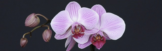 mygardenheaven.com - Orchid Flowers