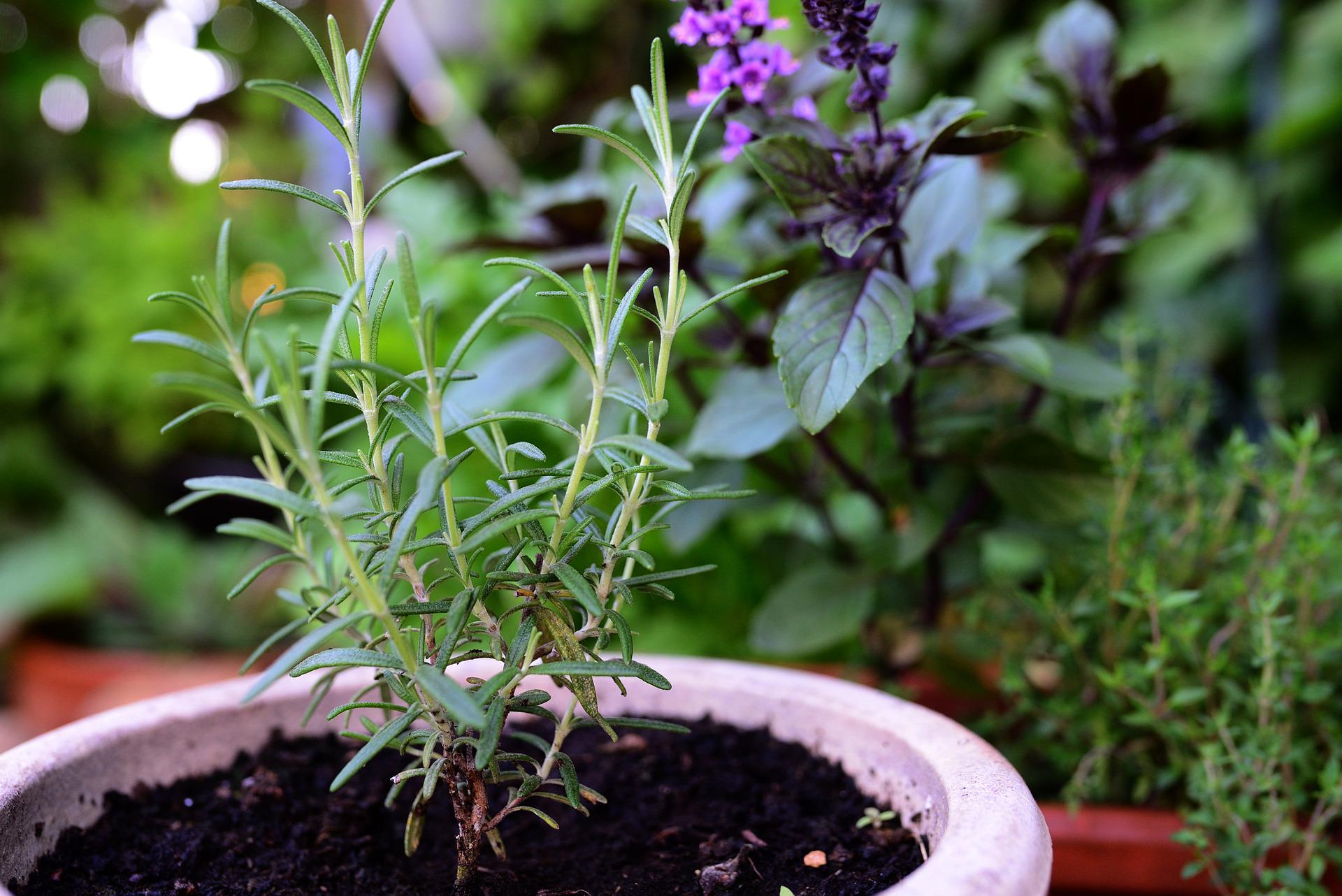 The 10 Easiest Herbs To Grow: Herbs Growing In Pots For Cooking