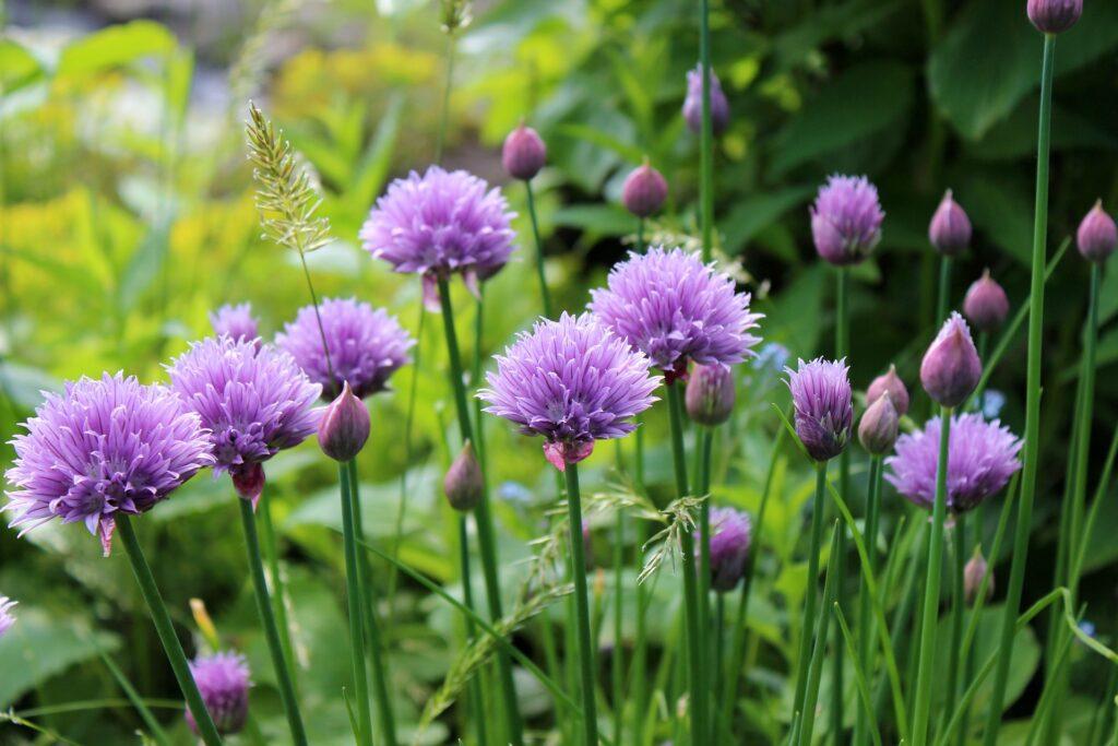 The 10 Easiest Herbs To Grow: Chives