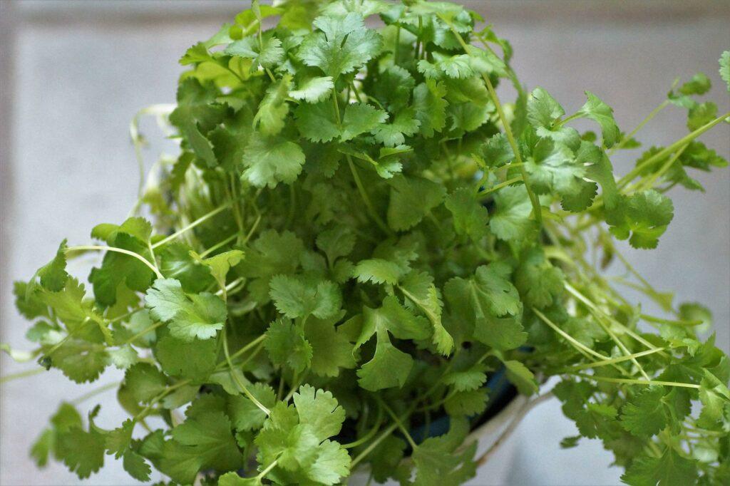  The 10 Easiest Herbs To Grow: Coriander Cilantro