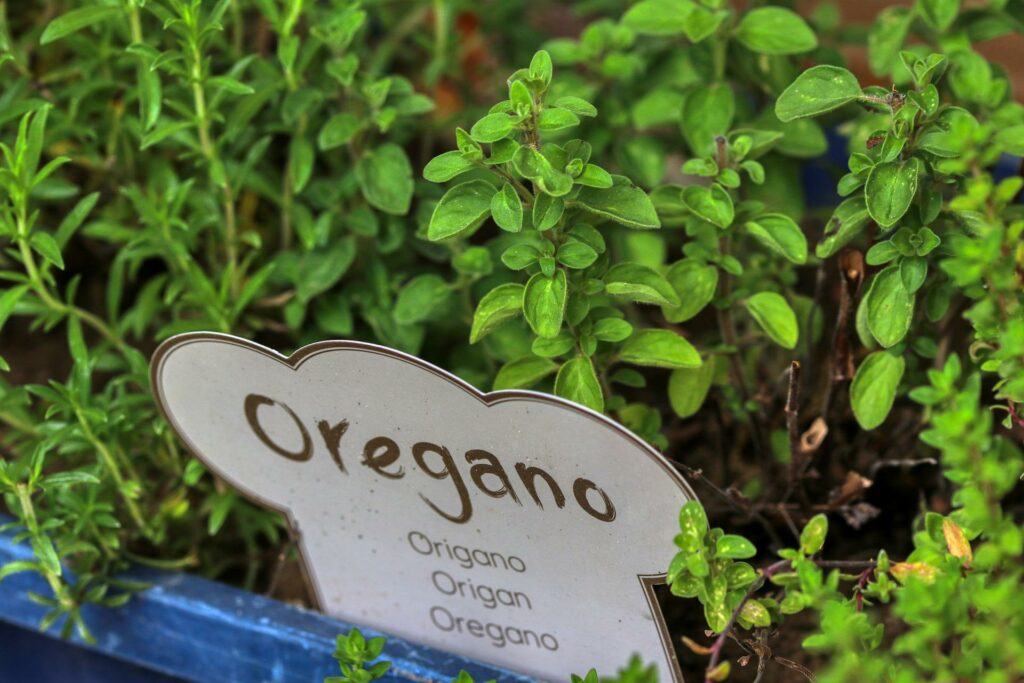  The 10 Easiest Herbs To Grow: Oregano