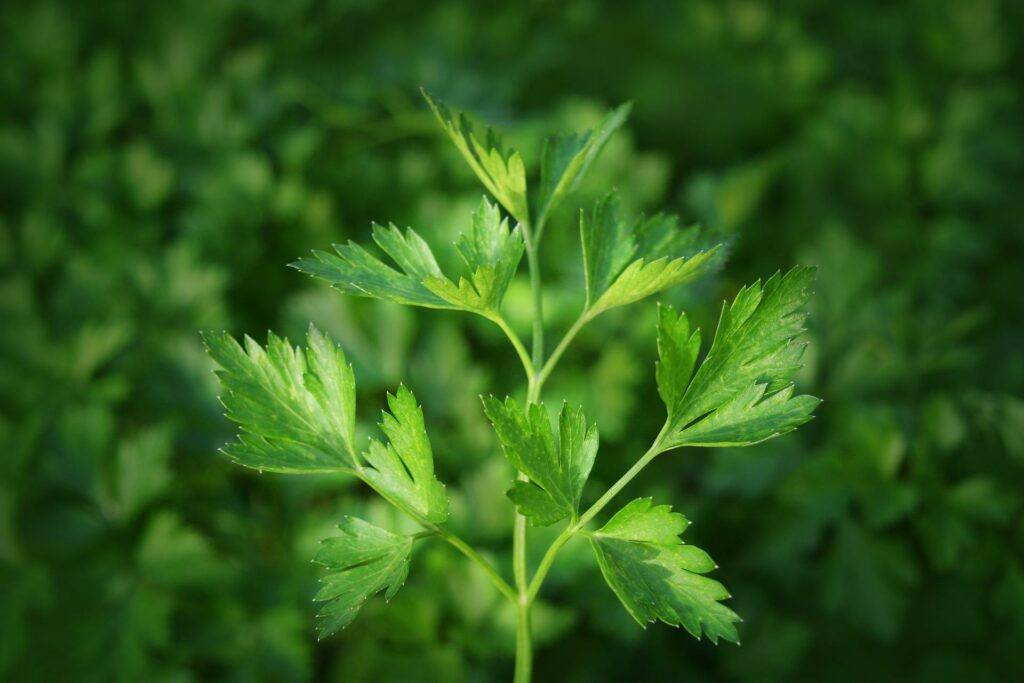 The 10 Easiest Herbs To Grow: Parsley