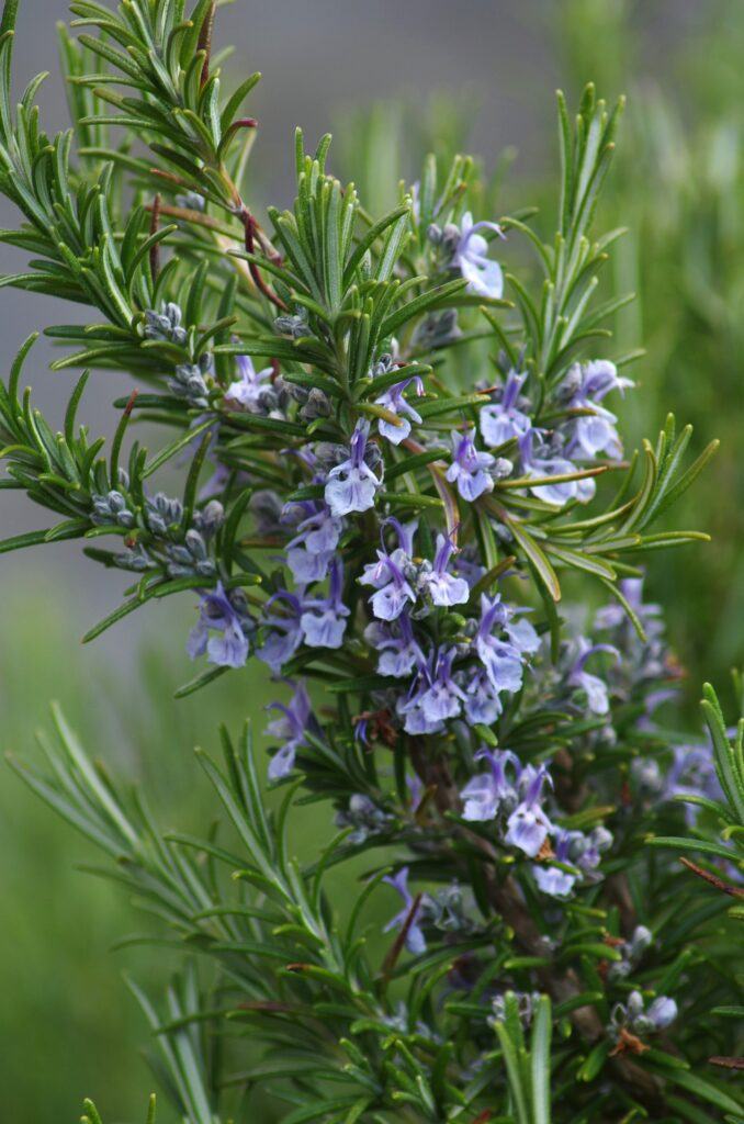 The 10 Easiest Herbs To Grow: Rosemary