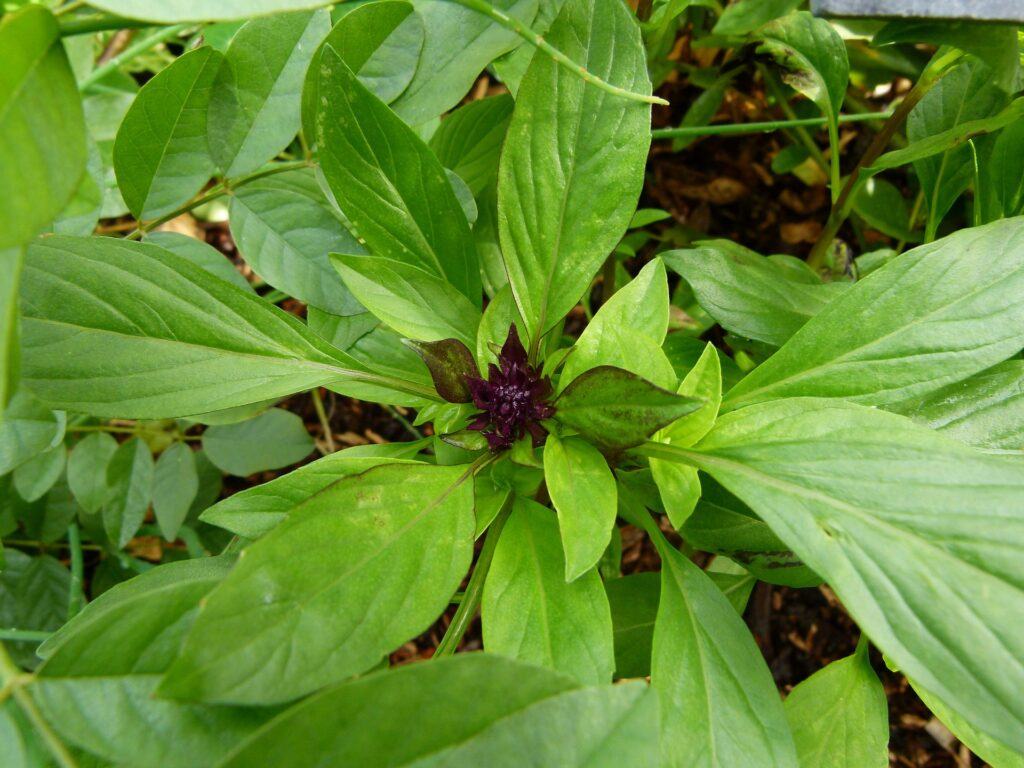 The 10 Easiest Herbs To Grow: Thai Basil