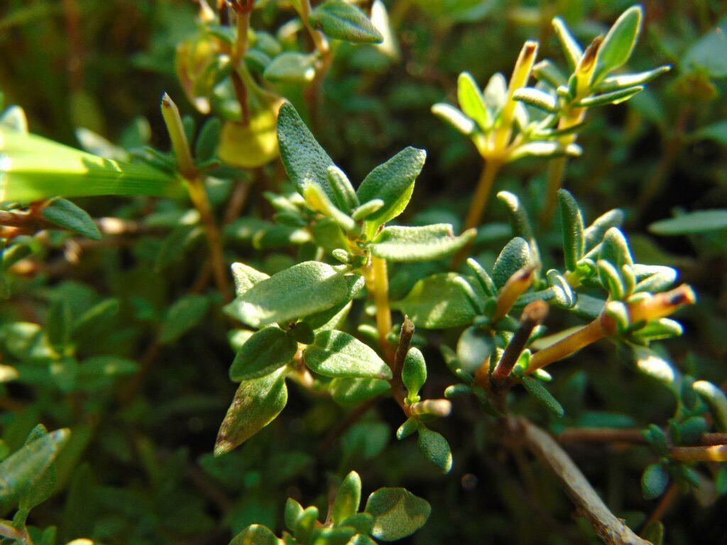 The 10 Easiest Herbs To Grow: Thyme