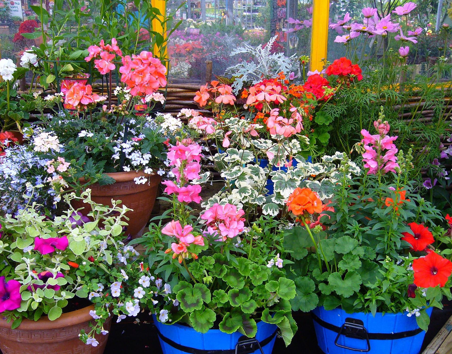 The Best Plants To Grow In Containers: Geraniums in pots