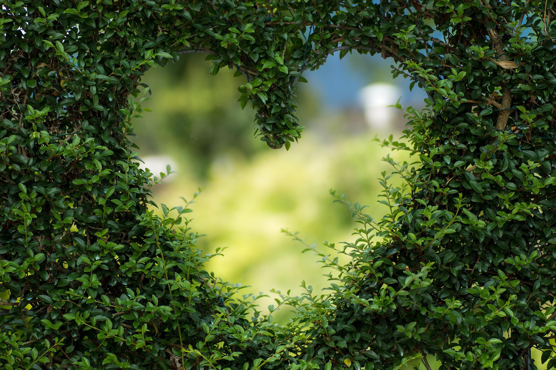 How To Start A Garden For Beginners: Hedge with heart shaped hole