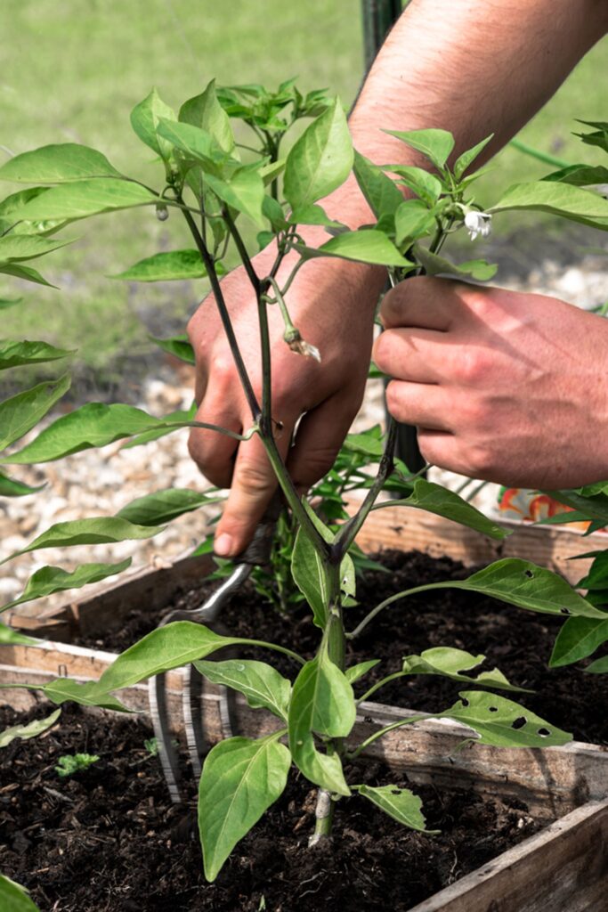 How To Grow Chilli Plants - Man With Chilli Plants