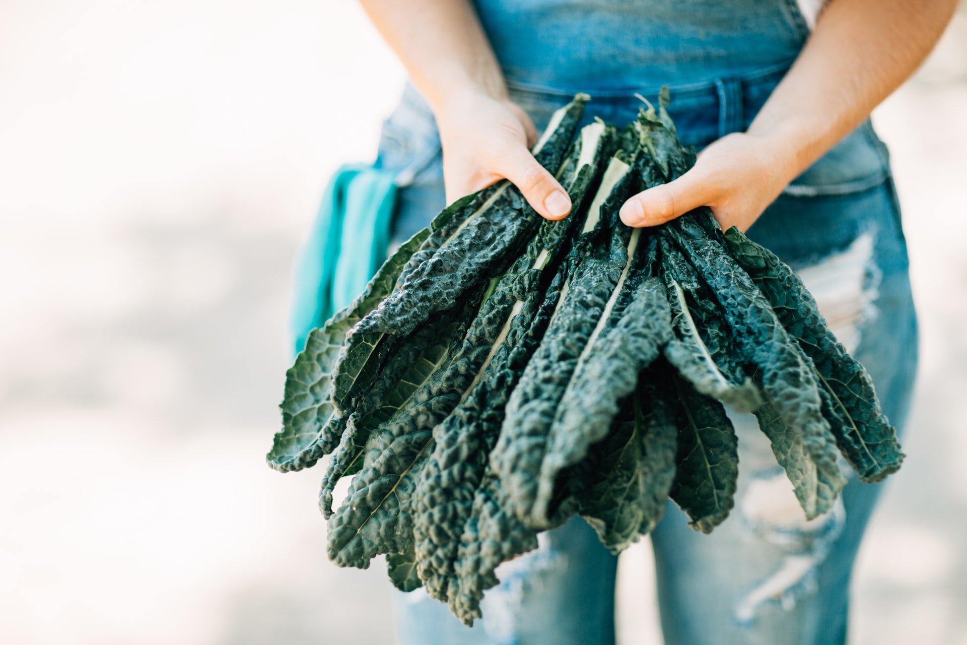 How To Grow Cavolo Nero At Home From Seed My Garden Heaven