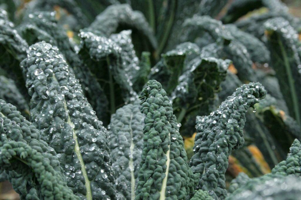 How To Grow Cavolo Nero - Large Crop Of Cavolo Nero