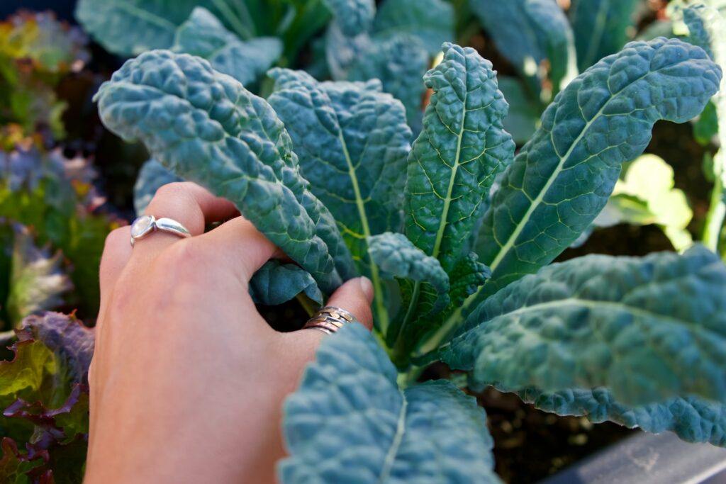 How To Grow Cavolo Nero - Picking Outer Leaves