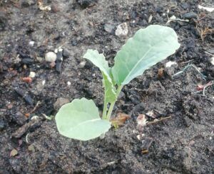 How To Grow Cavolo Nero - Seedling