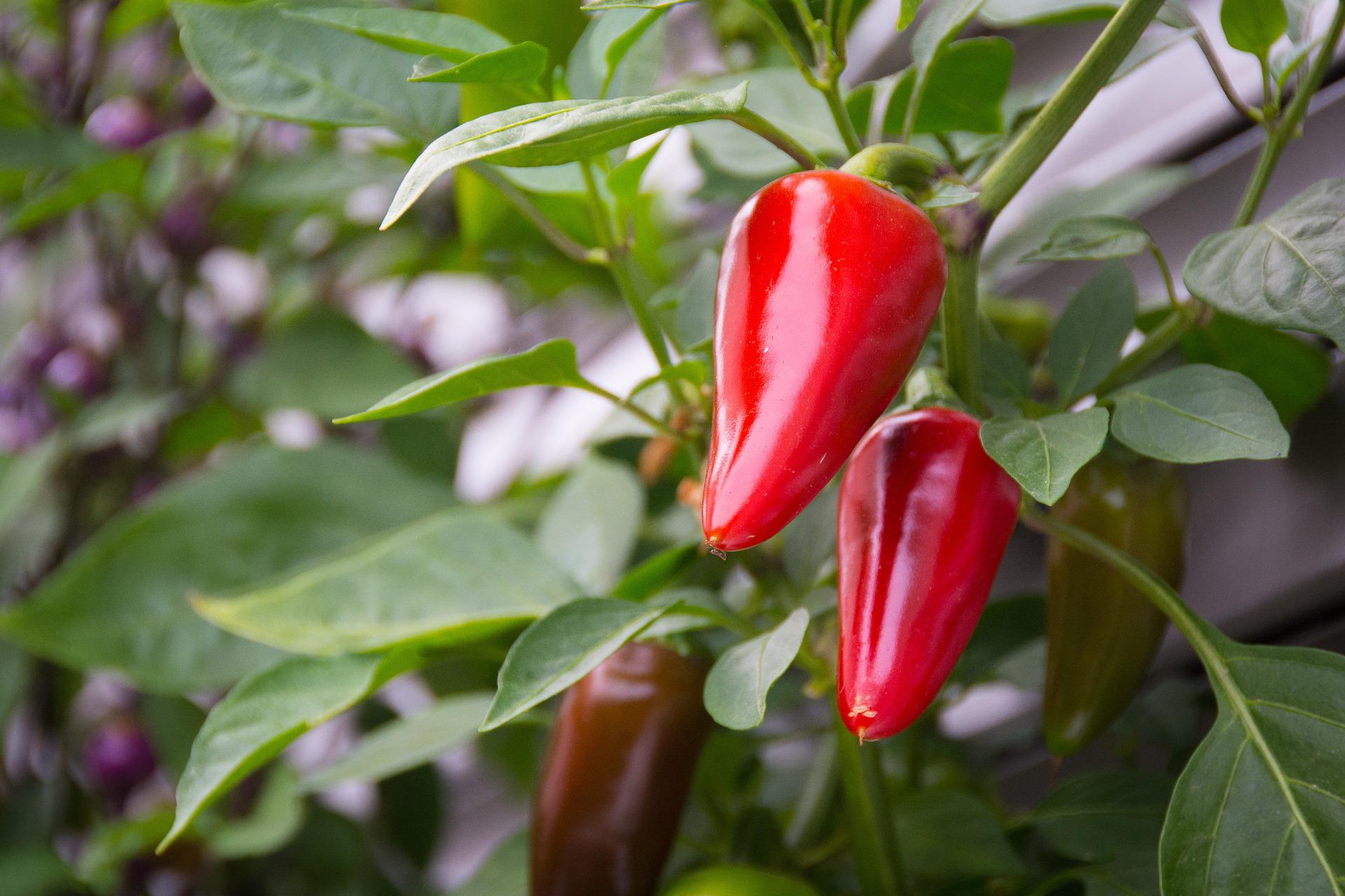How To Grow Chilli Plants - Red Chillies Growing On Plant