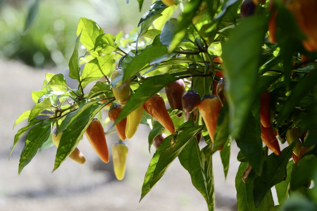 How To Grow Chilli Plants - Red and Green Jalapeno Peppers Chillies Plant