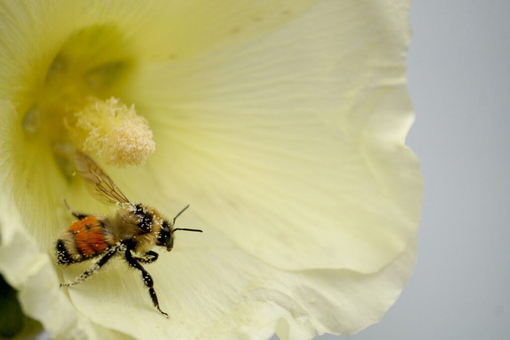 How To Grow Hollyhocks From Seed - Bee in Hollyhock Flower