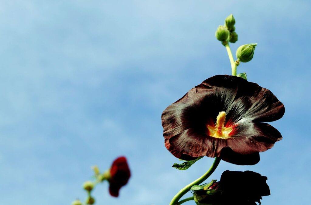 How To Grow Hollyhocks From Seed - Dark Red Purple Blacknight Hollyhock