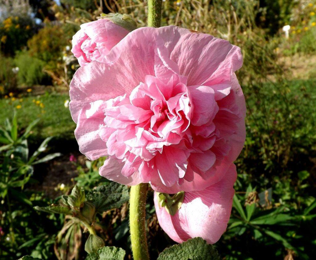 How To Grow Hollyhocks From Seed - Hollyhock Double Pink Flower