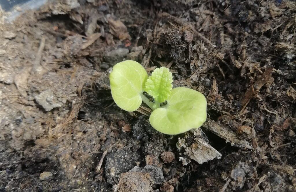 How To Grow Hollyhocks From Seed - Hollyhock Seedling