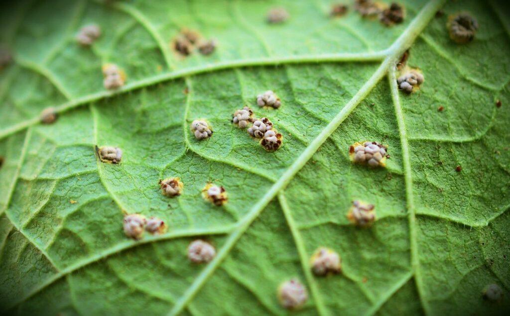 How To Grow Hollyhocks From Seed - Hollyhock Rust