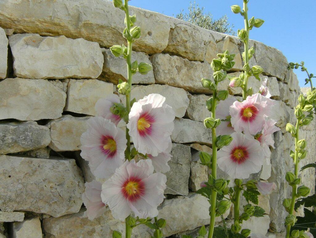 How To Grow Hollyhocks From Seed - White Hollyhocks With Pink Centre Against Wall