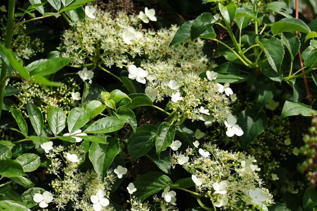 The Best Climbing Plants For Shade - Climbing Hydrangea