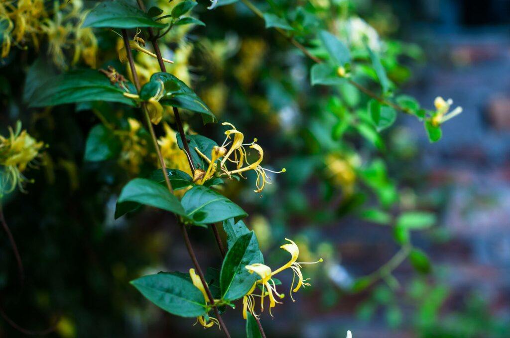 The Best Climbing Plants For Shade - Honeysuckle Flower Yellow