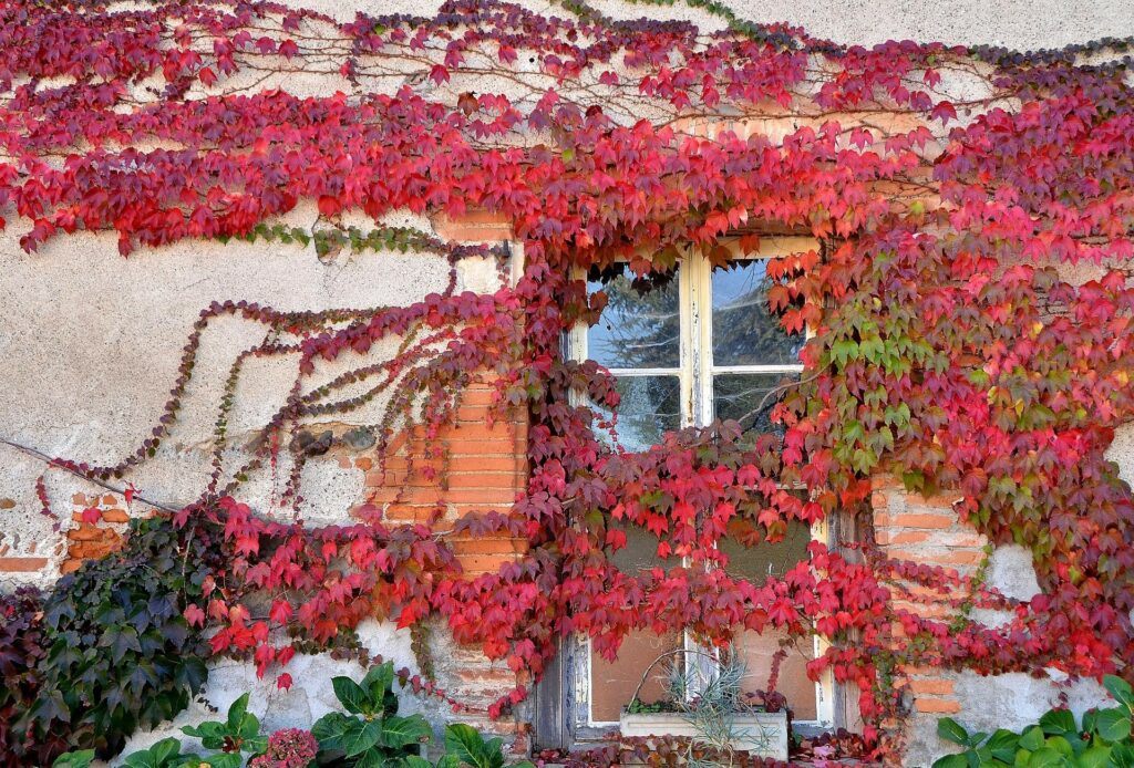 The Best Climbing Plants For Shade - Virginia Creeper 