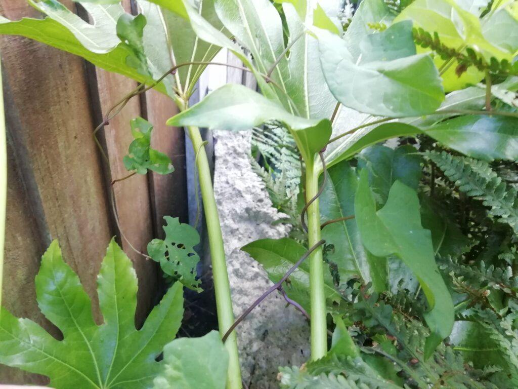 Why Is My Fatsia Japonica Drooping? (Solved!) - Stems Showing Vine Encroachment