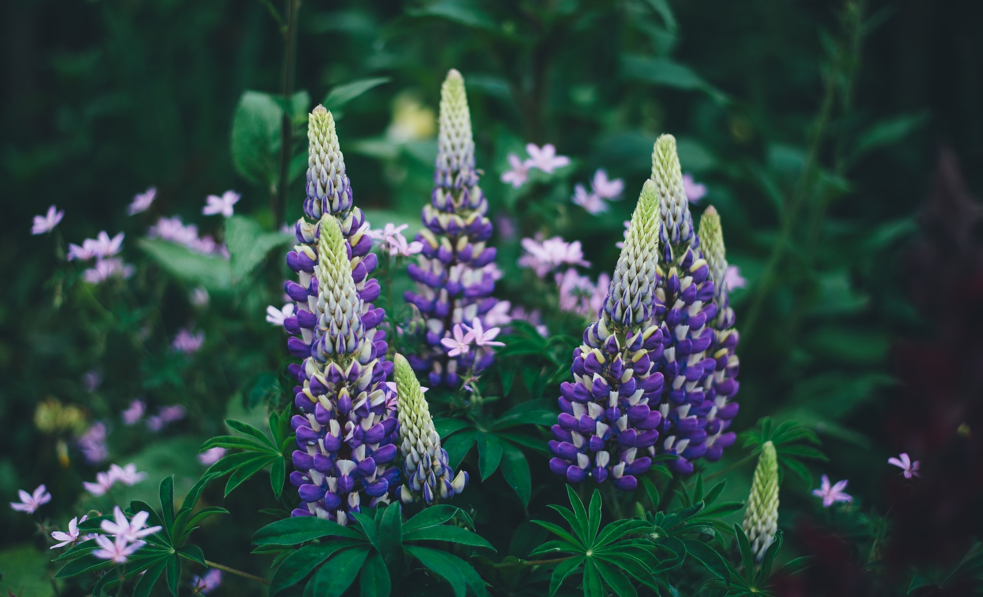 Why Are My Lupins Drooping? (5 Reasons And How To Fix Them) Purple Lupins