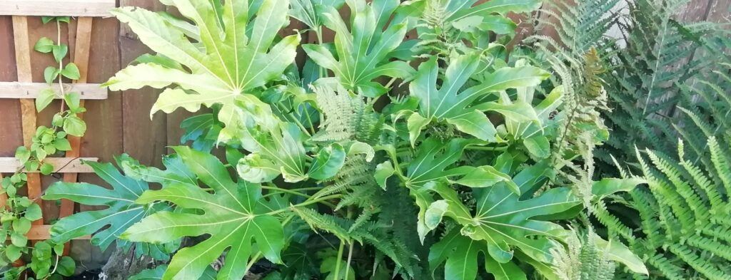 Why Is My Fatsia Japonica Drooping? (Solved) - Fatsia Japonica Growing Outside UK