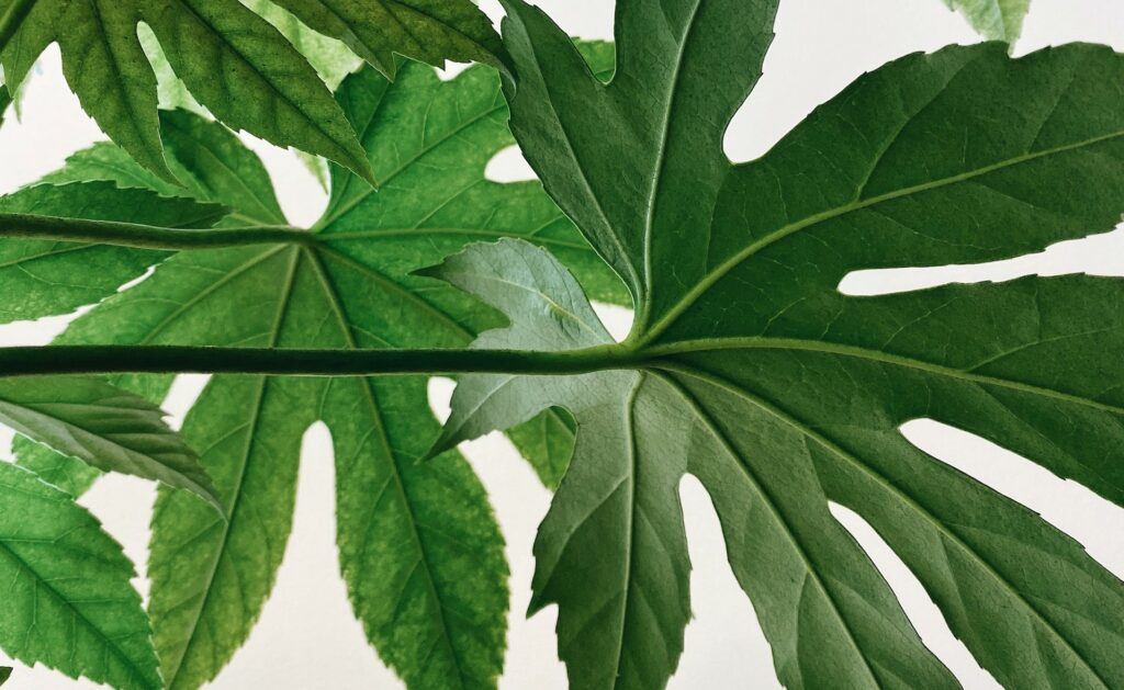 Why Is My Fatsia Japonica Drooping? (Solved!) - Green Leaves