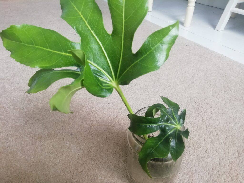 Why Is My Fatsia Japonica Drooping (Solved!) - How To Propagate Fatsia Japonica