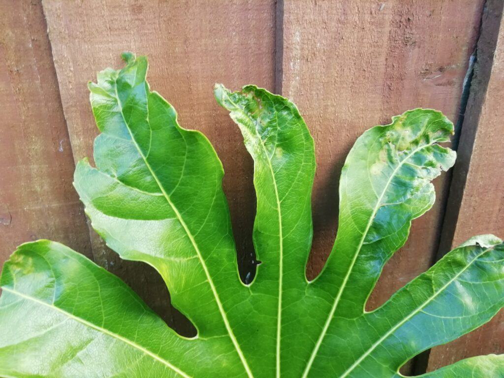 Why Is My Fatsia Japonica Drooping? (Solved!) - Leaf Showing Crinkled Edges