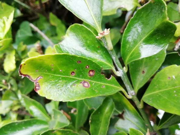 Why Is My Laurel Hedge Dying (Solved!) - Laurel Hedge Showing Bacterial Shothole