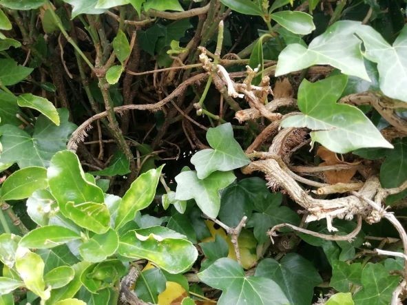 Why Is My Laurel Hedge Dying (Solved) - Laurel Hedge Showing Ivy Growing Within