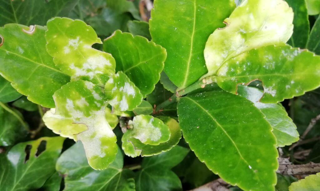 Why Is My Laurel Hedge Dying? (Solved!) - Laurel Hedge Showing Powdery Mildew