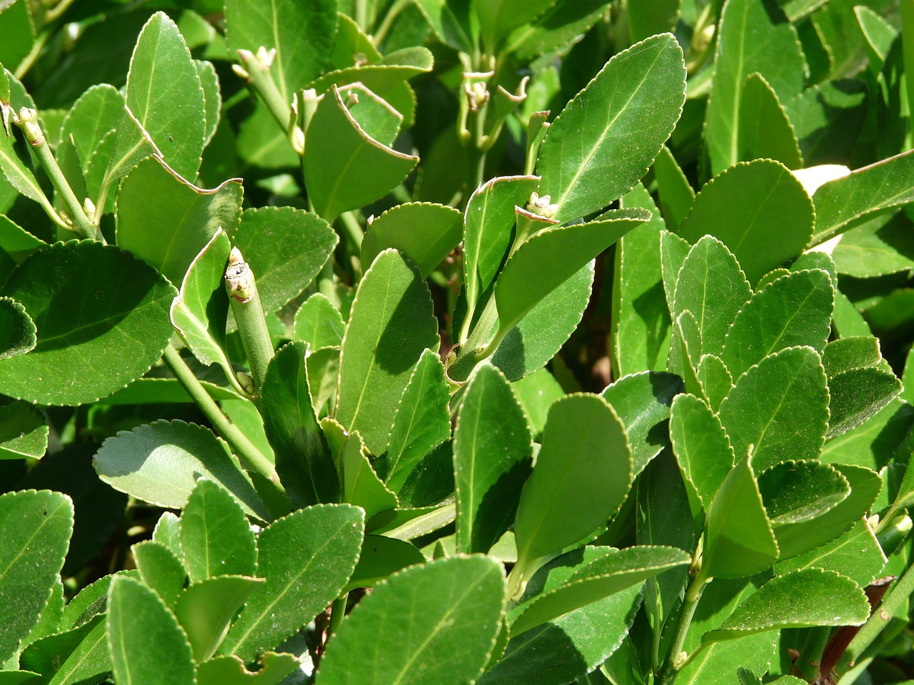 Why Is My Laurel Hedge Dying? (Solved!)  My Garden Heaven