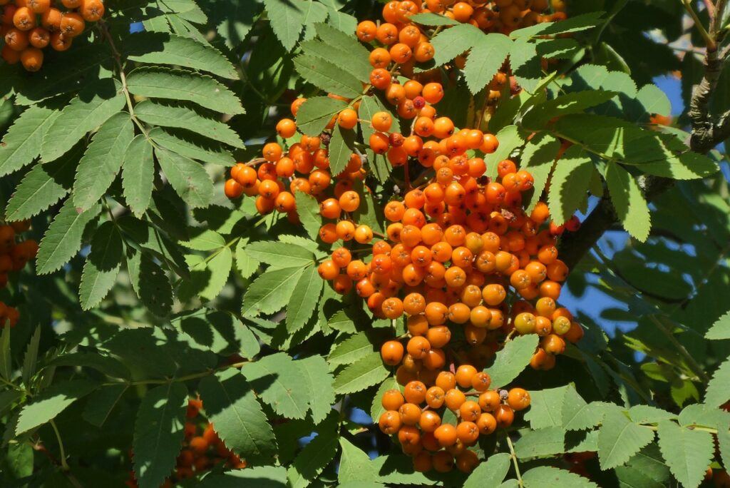 Why Is My Rowan Tree Dying (Solved!) - Green Leaves And Orange Berries