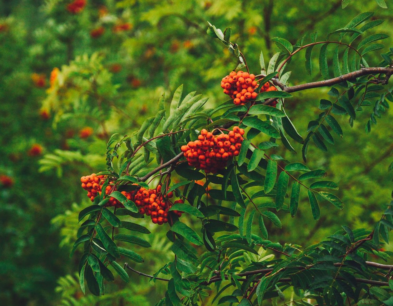 Why Is My Rowan Tree Dying? (Solved!) - Rowan Tree With Red Berries