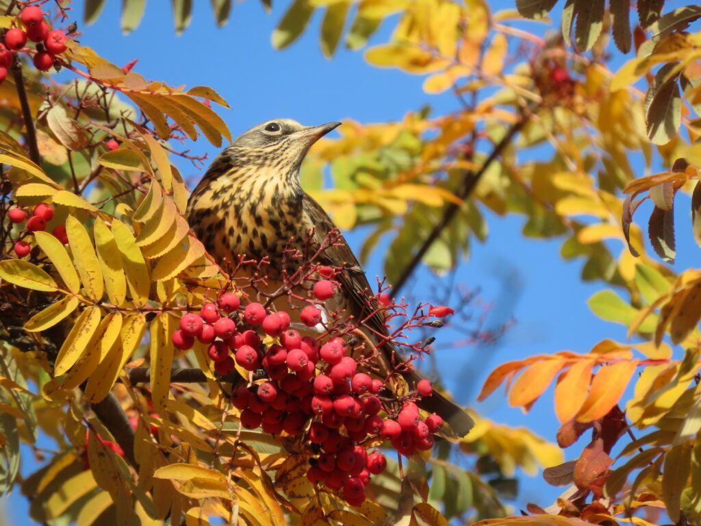 Why Is My Rowan Tree Dying? (Solved!) - Yellow Leaves And Bird Eating Rowan Berries