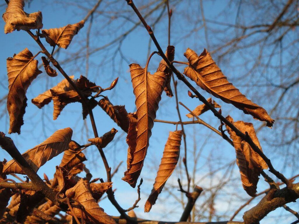 Why Is My Hornbeam Hedge Dying? (Solved!) - Brown Hornbeam Leaves