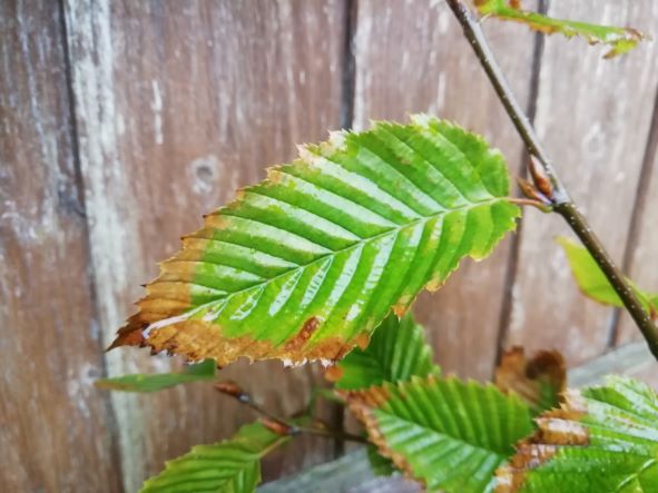 Why Is My Hornbeam Hedge Dying? (Solved!) - Hornbeam Leaf With Leaf Scorch