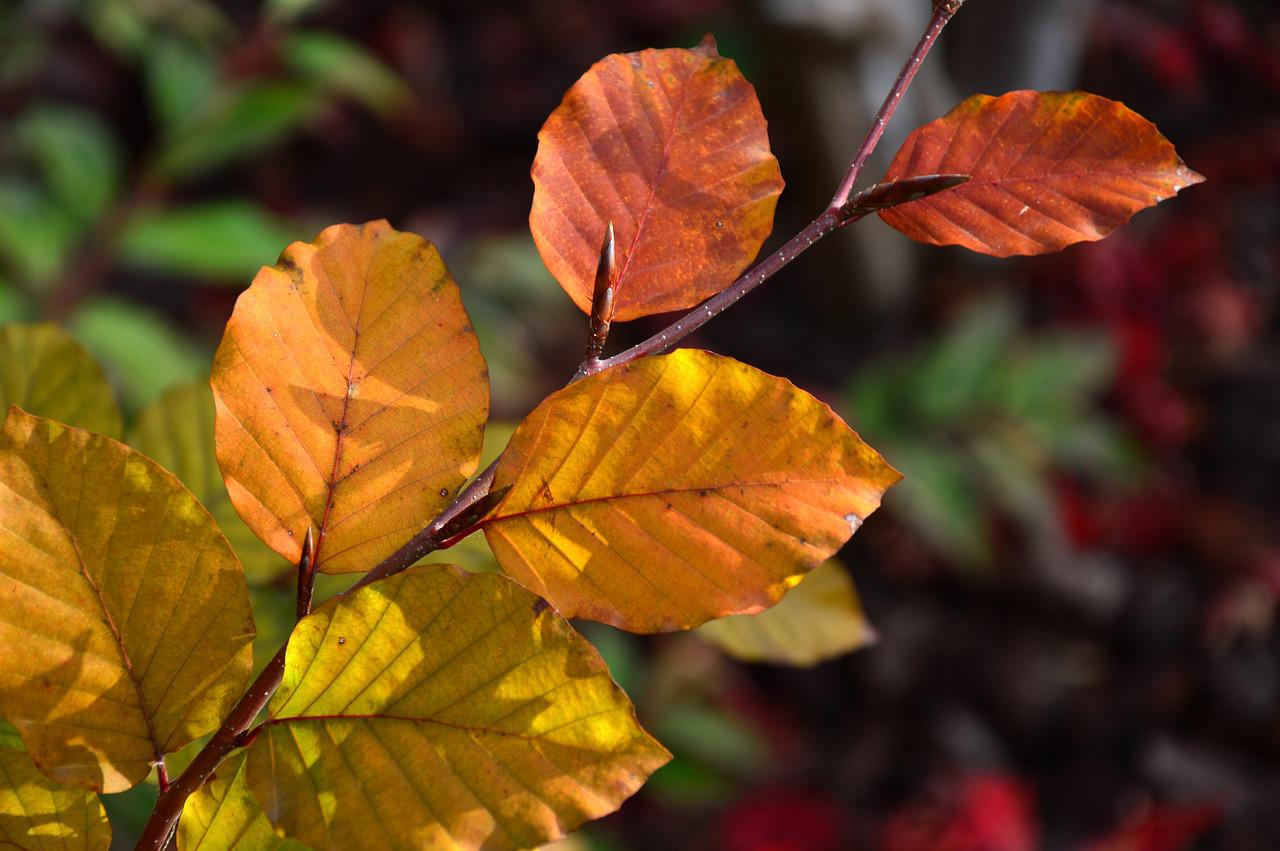Why Is My Hornbeam Hedge Dying? (Solved!) - Hornbeam Leaves In Autumn