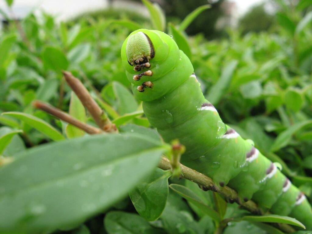 Why Is My Privet Hedge Losing Its Leaves? (Solved!) - Caterpillar On Green Leaves