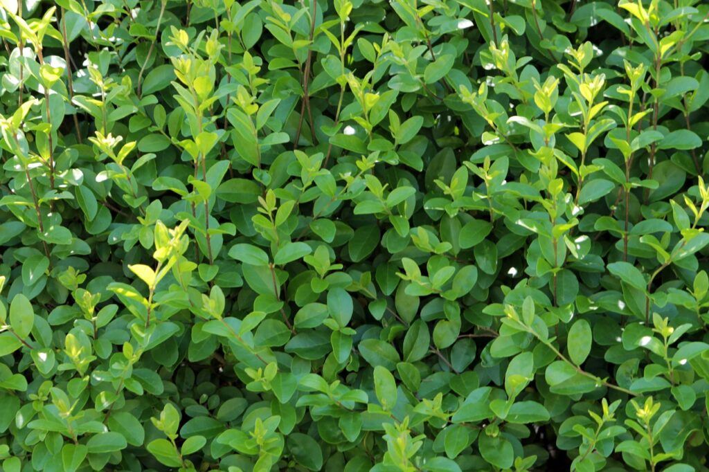 Why Is My Privet Hedge Losing It's Leaves? (Solved!) - Green Privet Hedge