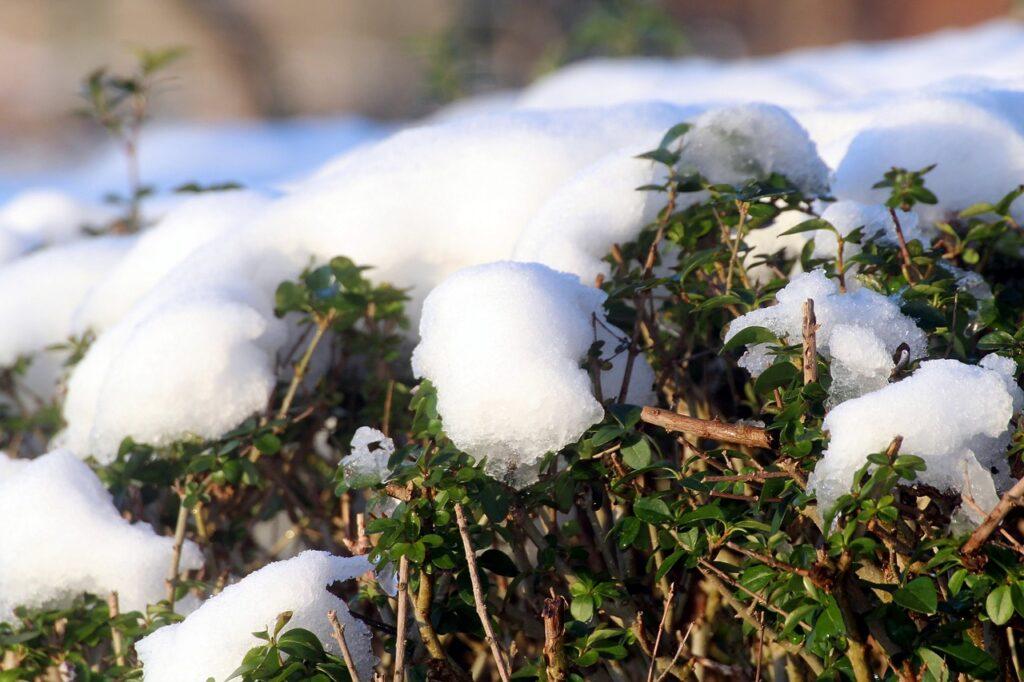 Why Is My Privet Hedge Losing Its Leaves? (Solved!) - Privet Hedge With Snow On Top