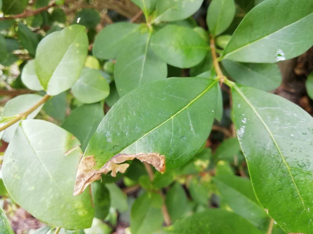 Why Is My Privet Hedge Losing It's Leaves? (Solved!) - Privet Leaf With Signs Of Anthracnose Leaf Spot Fungus