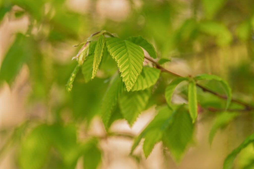 Why Is My Hornbeam Hedge Dying? (Solved!) - Hornbeam Leaves