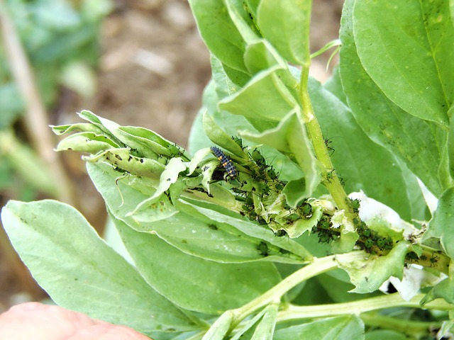 Why Are My Broad Beans Going Black? (Solved!) - Broad Beans Attacked By Flies