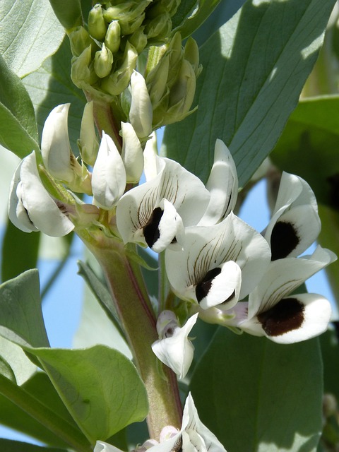 Why Are My Broad Beans Going Black? (Solved!) - Healthy Broad Bean Flowers